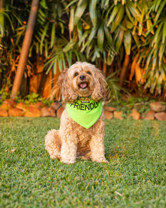 Friendly Dog Bandana