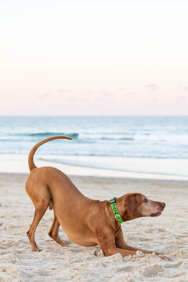 Friendly Clip Collar L/XL