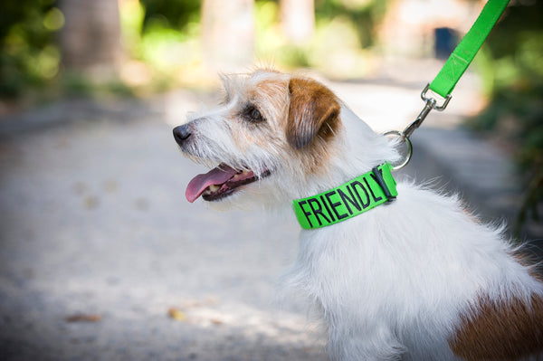 Friendly Dog Leash for Big Pups