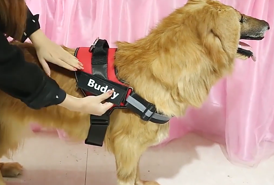 Load video: Image display of dogs wearing Farm City Pets&#39; Custom No-Pull Harness with a woman demonstrating how to fit the harness on a dog model