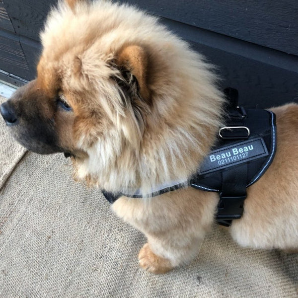 Custom No Pull Reflective Harness - Farm City Pets