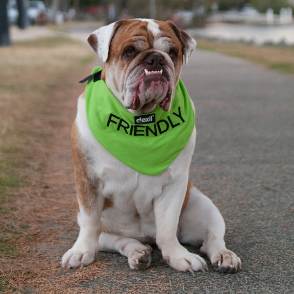 Friendly Dog Bandana