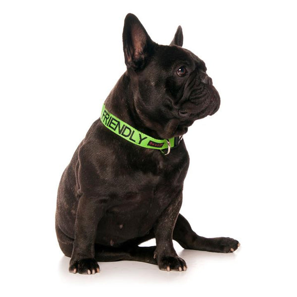 Friendly Clip Collar L/XL