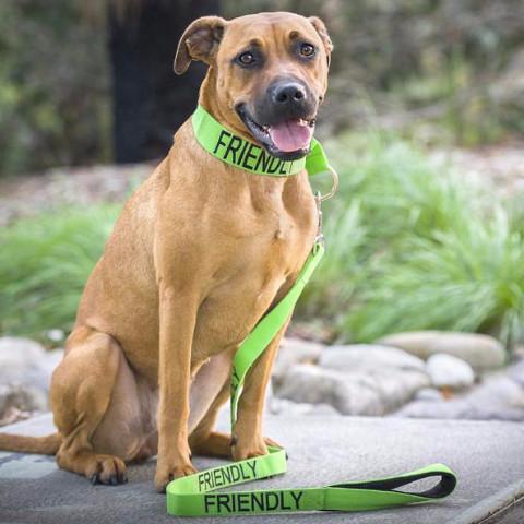 Friendly Dog Leash for Big Pups