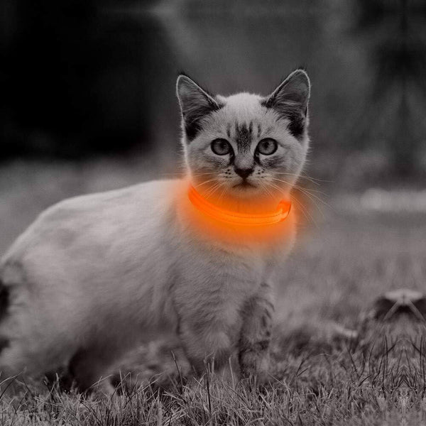 SafeGlow LED Cat Collar Farm City Pets