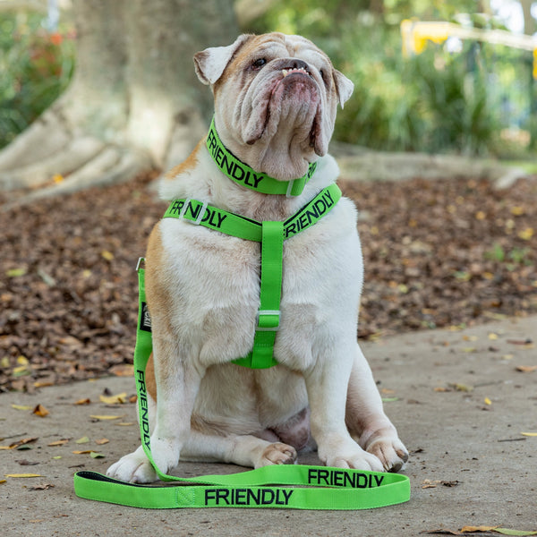 Friendly Dog Leash for Big Pups