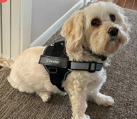 Personalized Paws Adventure Harness