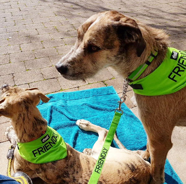 Friendly Dog Bandana