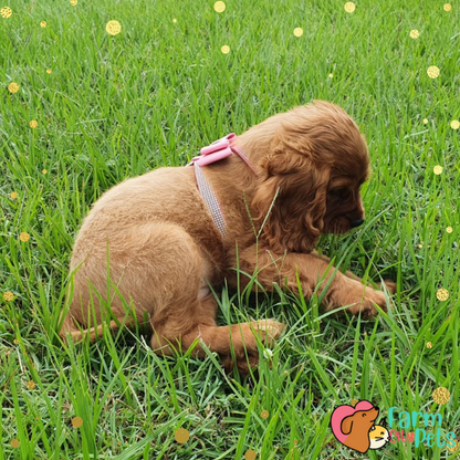 Blingy Bow Harness + Leash