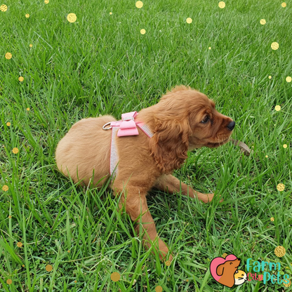 Blingy Bow Harness + Leash