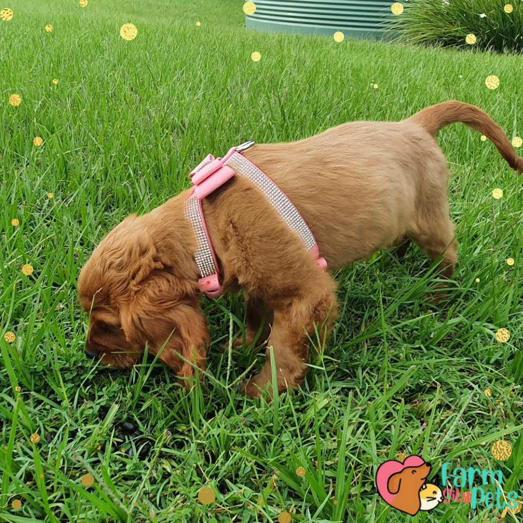 Blingy Bow Harness + Leash